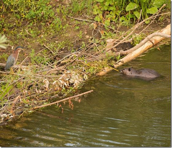 Beaver Lodge Spring 2018